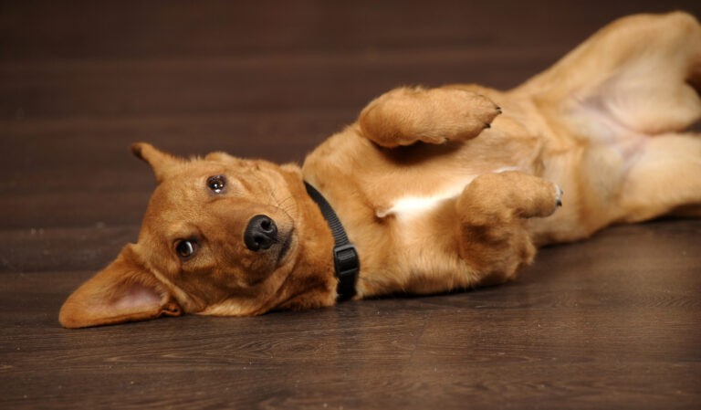 Вздутие живота у собаки: описание,лечение,причины