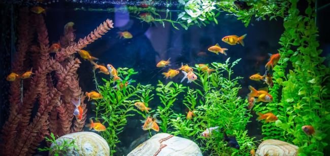 zolotye rybki i skaljarii v odnom akvariume 16 1