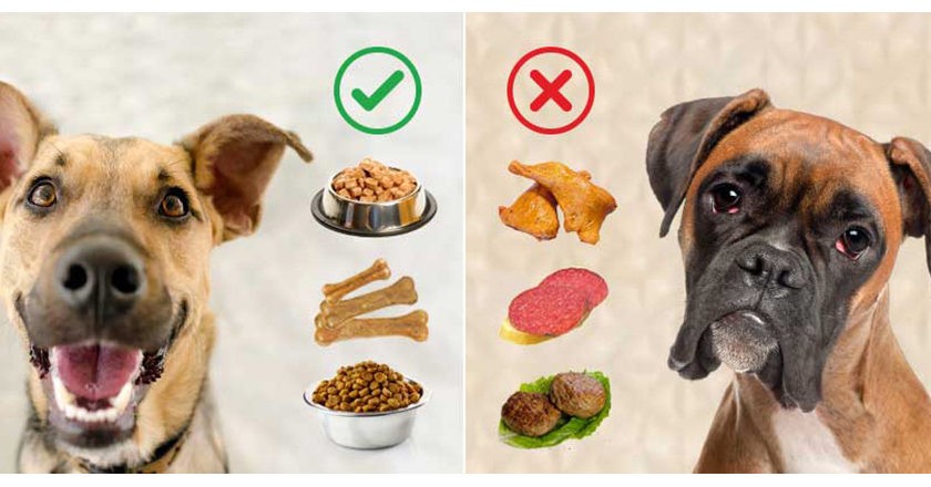 Чем кормить собаку при заболевании печени,желчного пузыря и желчных путей