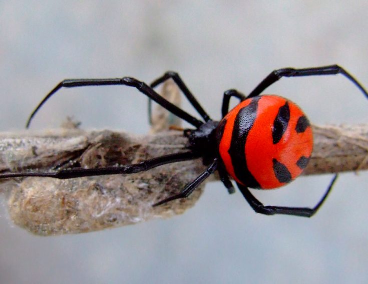 Разновидности пауков: фото,название,описание