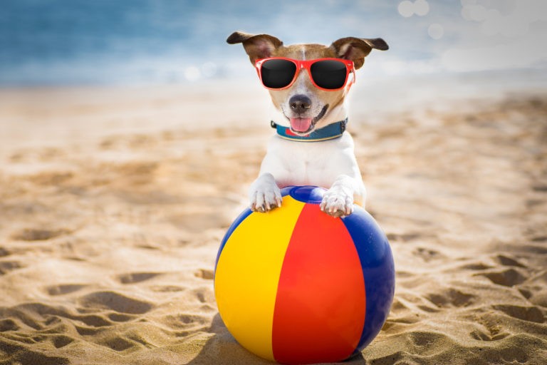 Топ 11 аксессуаров для собаки на лето