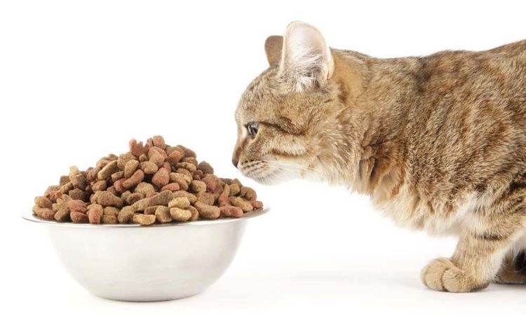 рацион питания кошек