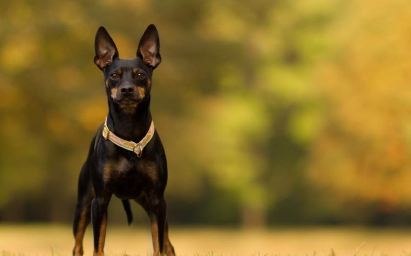 Карликовый пинчер: история происхождения породы и характер собаки