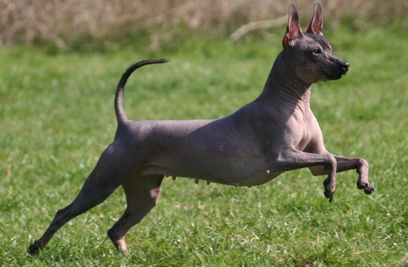 Ксолоитцкуинтли: происхождение породы и характер собаки