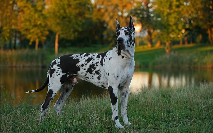 Немецкий дог: история породы и характер собаки