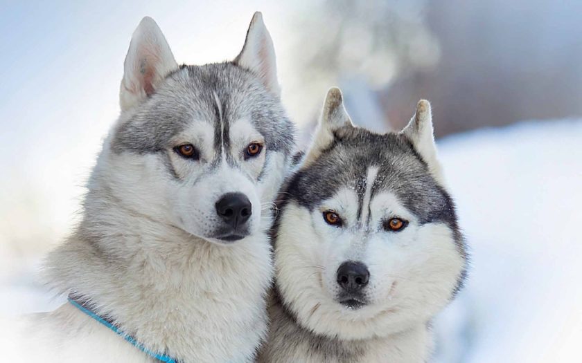 Сибирский хаски: история породы и характер собаки