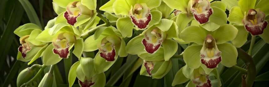 Cymbidium орхидея: уход и пересадка в домашних условиях, выбор грунта для цимбидиума, как заставить цвести