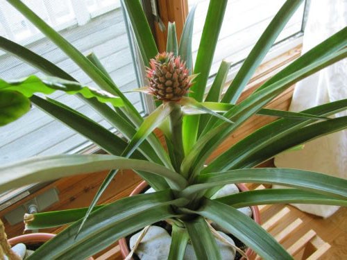 Как вырастить ананас в домашних условиях: описание,фото