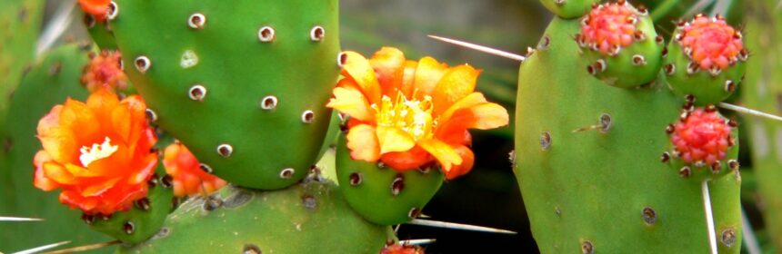Опунция мелковолосистая (Opuntia microdasys)- описание кактуса