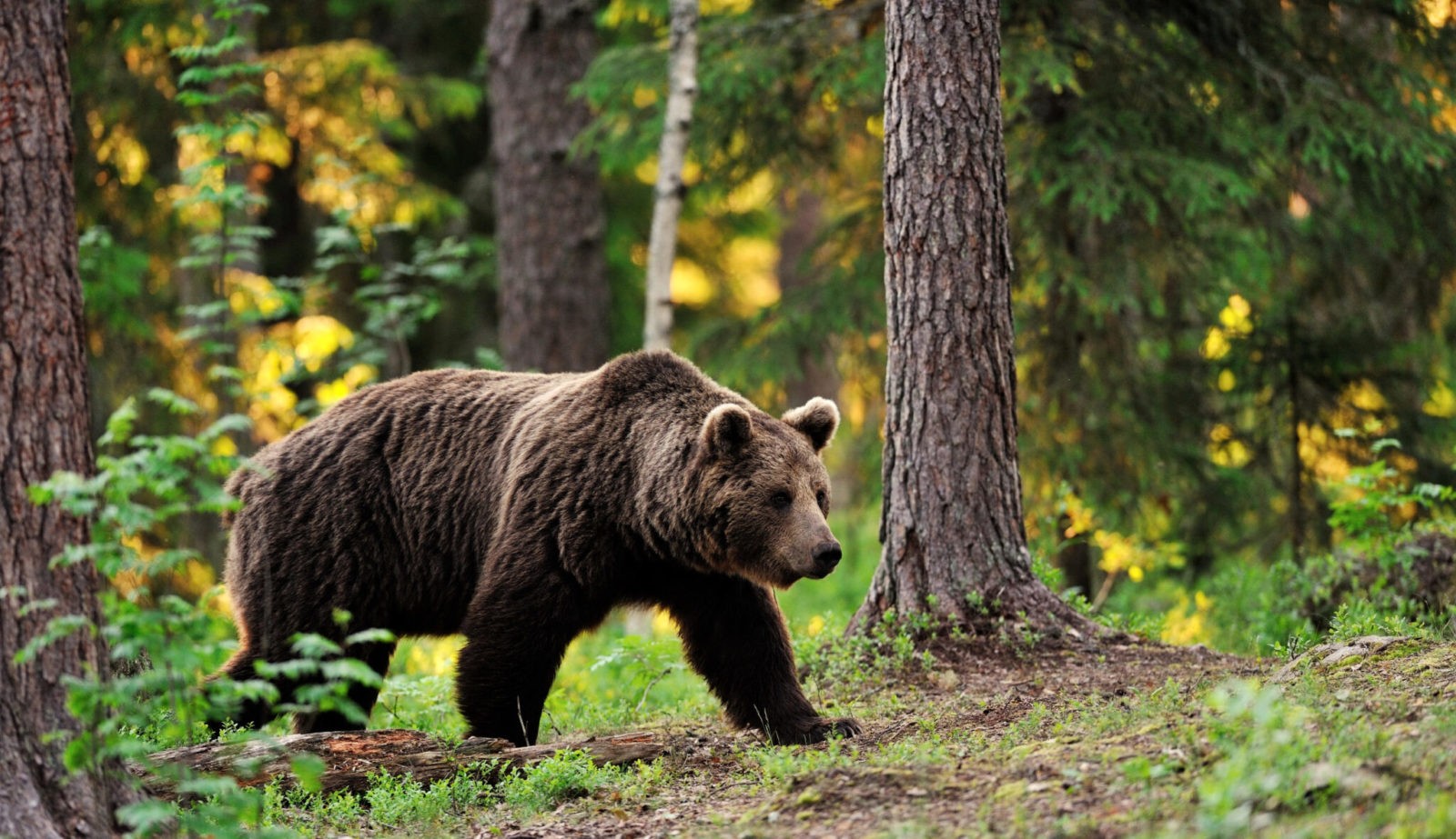 Медведь: виды, размножение, питание, места обитания, фото, видео, описание, строение