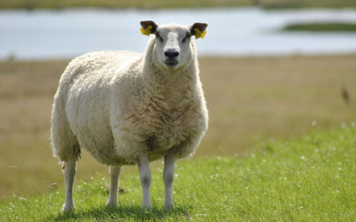 Овца: размер, фото, видео ,дрессировка и особенности