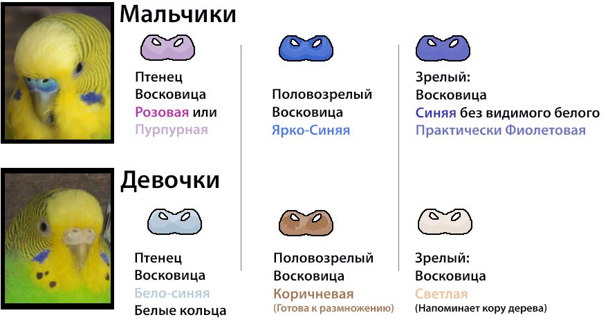 Как отличить самку от самца волнистого попугая. Как определить пол попугая волнистого. Волнистый попугай как определить пол и Возраст. Как узнать пол попугая волнистого. Как отличить пол волнистого попугая.