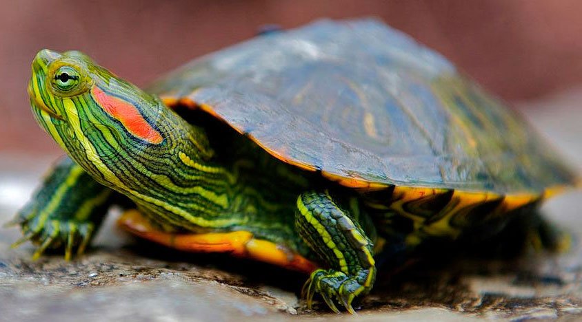 Сколько красноухая черепаха может прожить без воды?