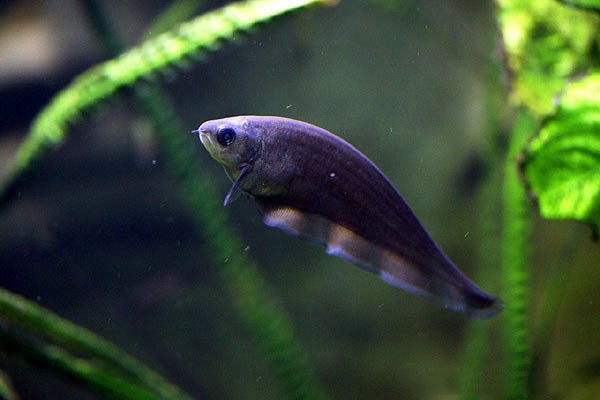 Черный ксеномист — Необычные рыбки