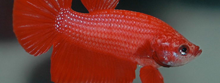 rybki petushki krasnye