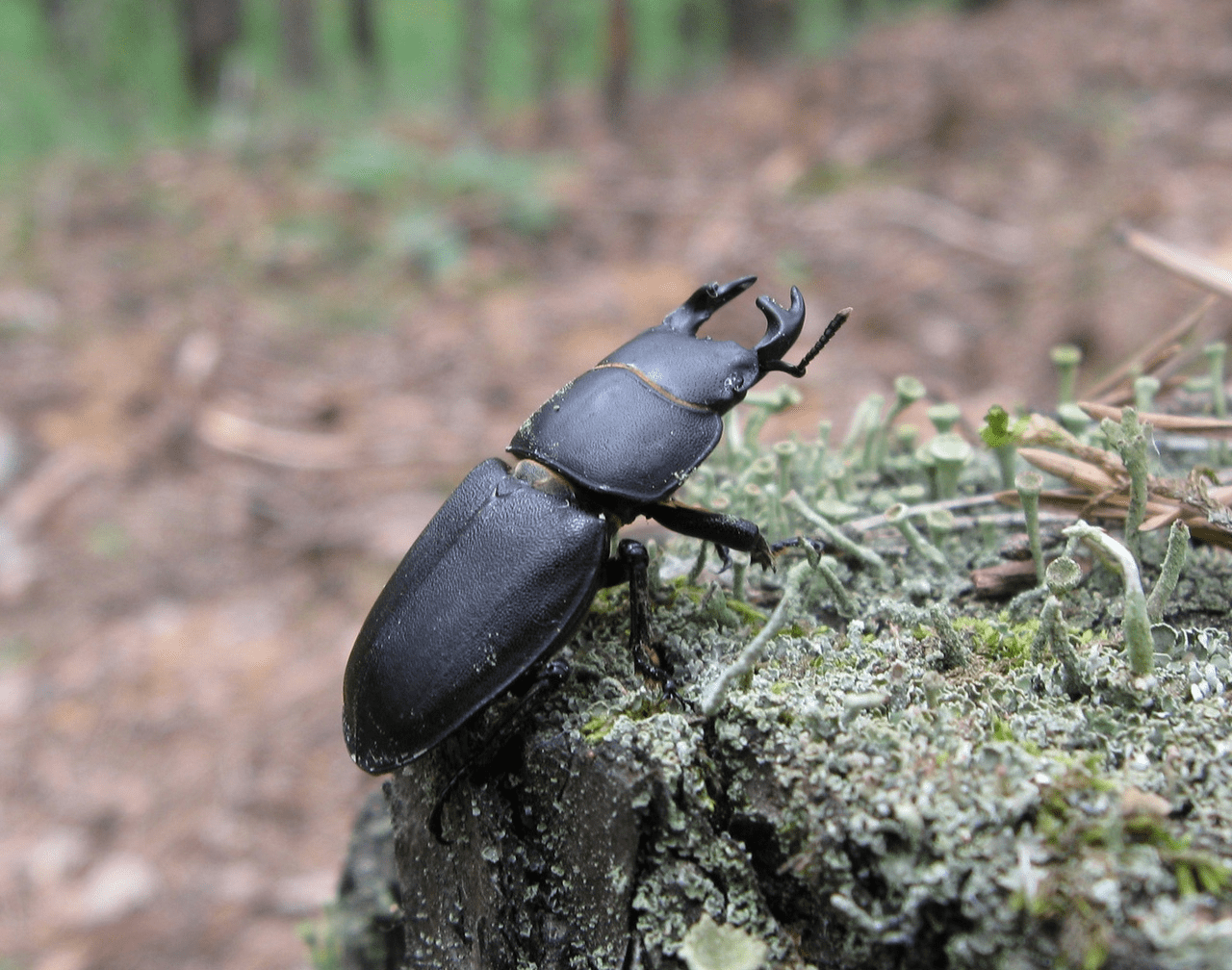 Оленёк обыкновенный (лат. Dorcus parallelipipedus) — жук семейства рогачей.