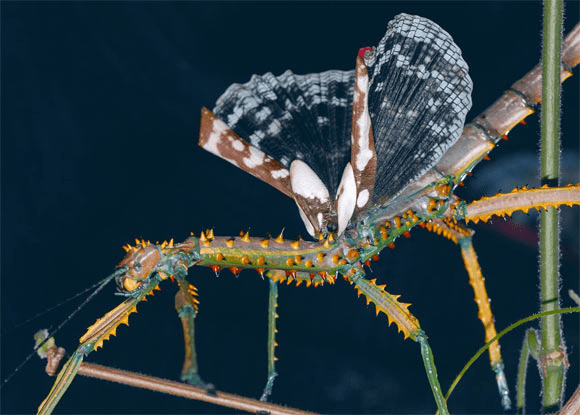 Малагасийские гигантские насекомые-палки