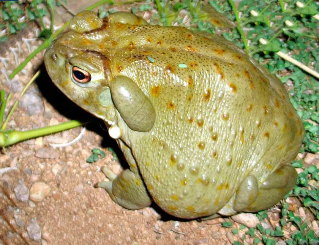 Галлюциногенная колорадская жаба в аквариуме
