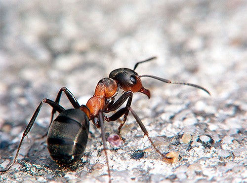 Почему муравьи могут поднимать больше своего веса. Сколько весит муравей и какой вес может поднять насекомое