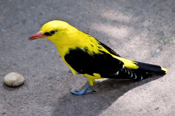 Как живёт иволга: 9 интересных фактов о небольшой птице лимонного цвета