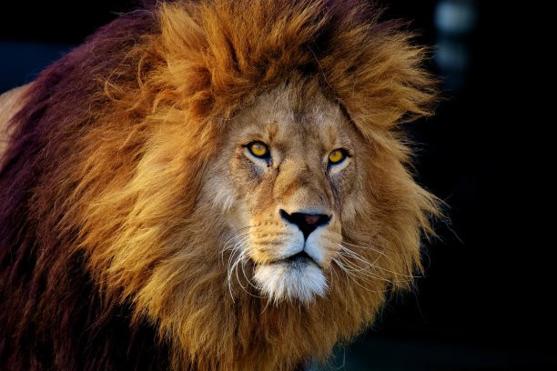 10 фактов, почему лев не такой благородный хищник, как о нём говорят