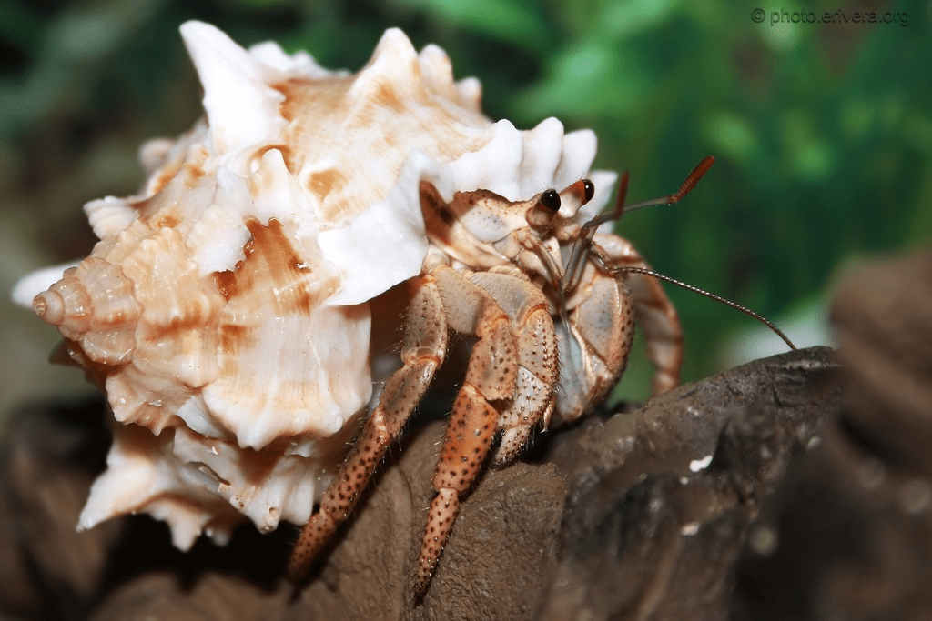 Карибский краб-отшельник содержание в аквариуме