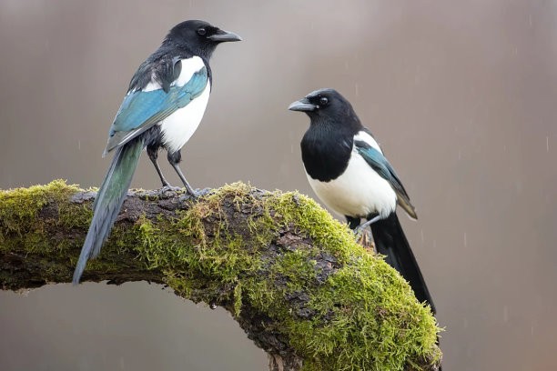Сорока: 10 поступков белобокой птицы, которые могут удивить начинающих орнитологов