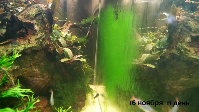 Борьба с водорослями в аквариуме — личный опыт