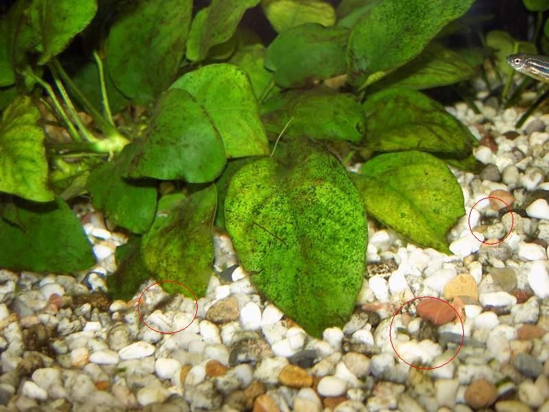 Почему появляются бурые водоросли в аквариуме