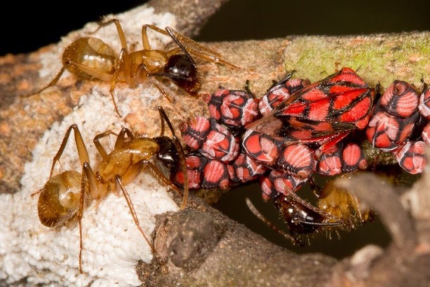 Горбатки — муравьи