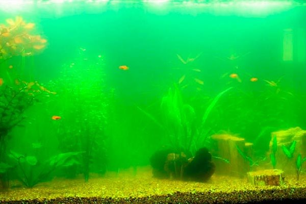 Как очистить аквариум от зеленого налета в домашних условиях?
