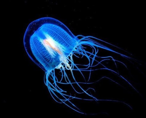 Медуза: виды, размножение, враги, охрана, места обитания, фото