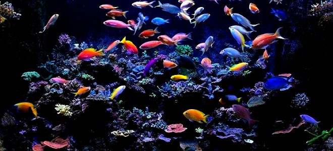 Самые распространенные рыбки для морских аквариумов
