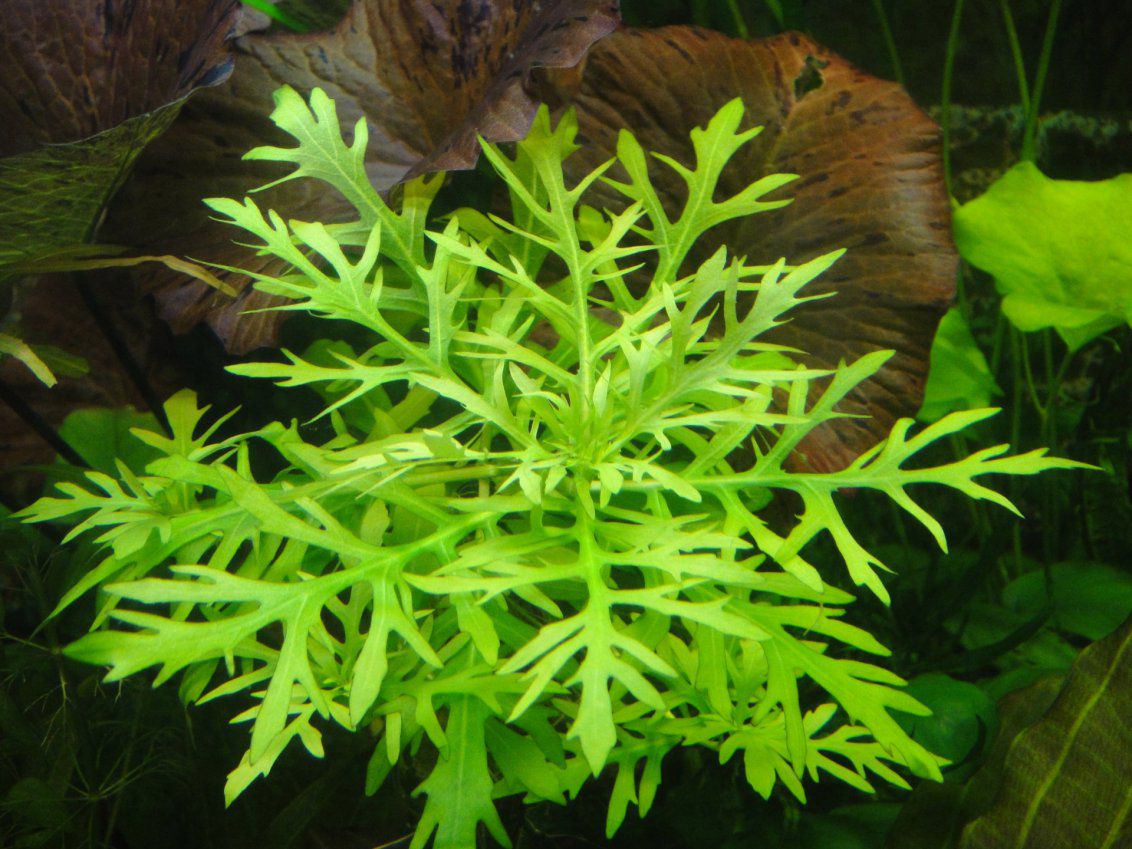 Виды аквариумных растений семейства акантовые (Acanthaceae)
