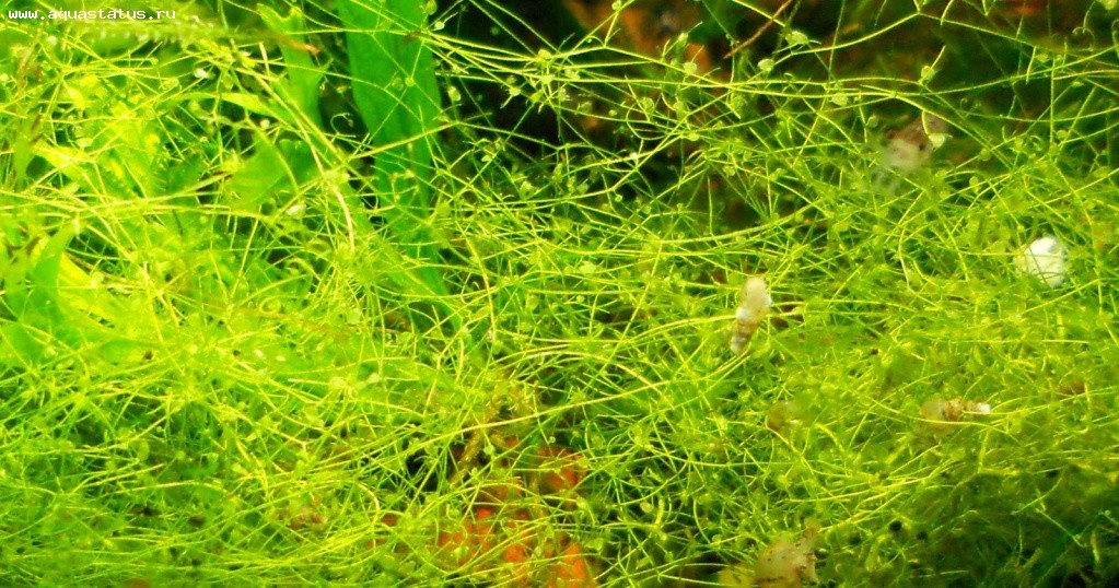 Виды аквариумных растений семейства пузырчатковые (Lentibulariaceae)