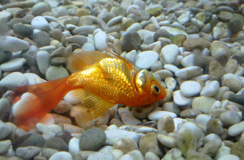Золотая рыбка лежит на дне. Отравление рыб нитритами. Плавниковая гниль у неона. Отравление аквариумных рыб нитратами. Селитра рыба.
