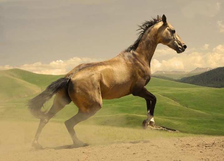 Буланый конь: содержание, фото ,видео