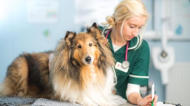 Советы ветеринаров для владельцев собак