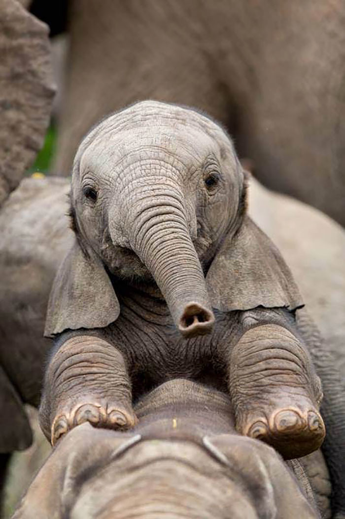 Очаровательные детеныши слонов которые способны пленить сердце кого угодно — фото