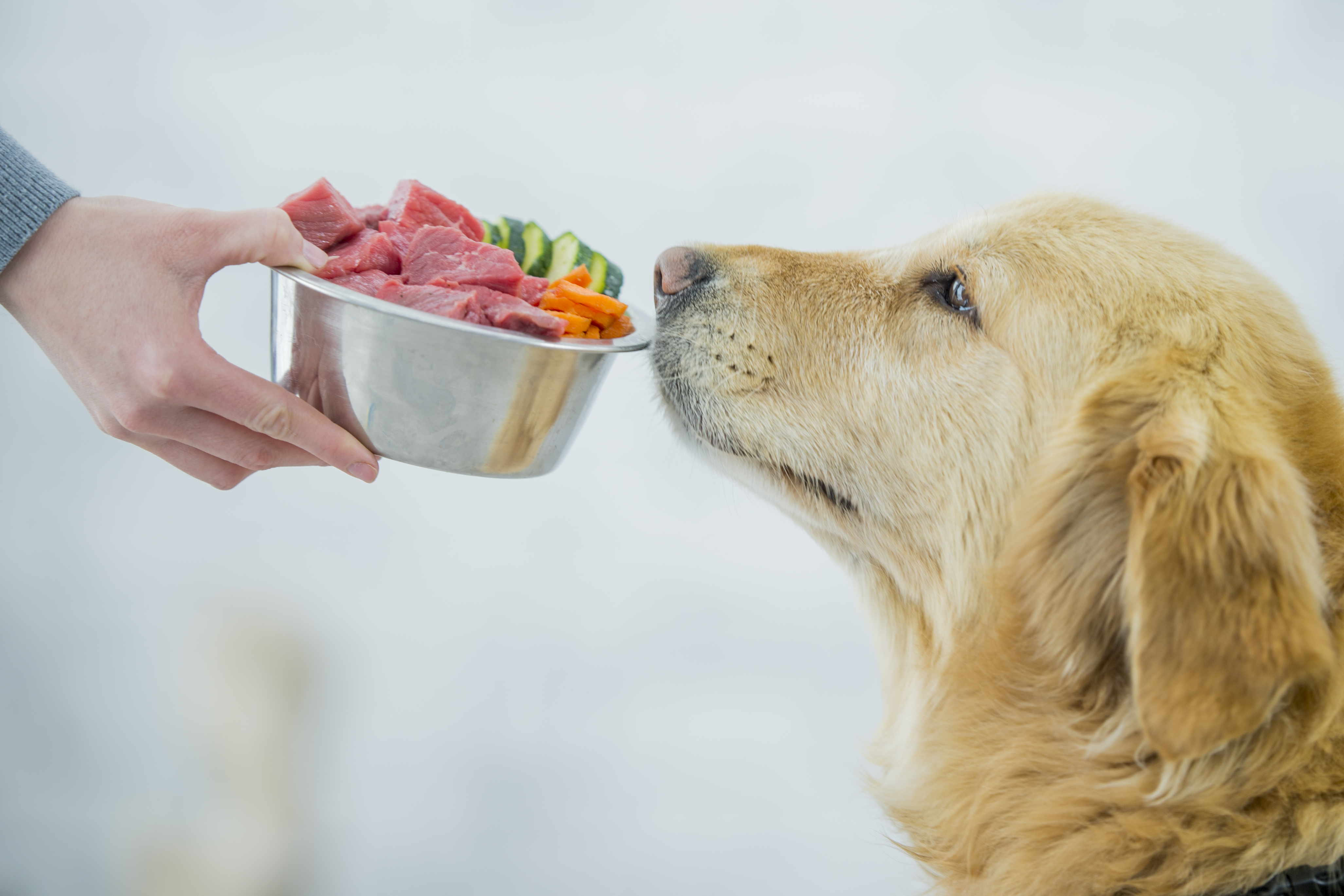Как правильно и чем кормить любимую собаку