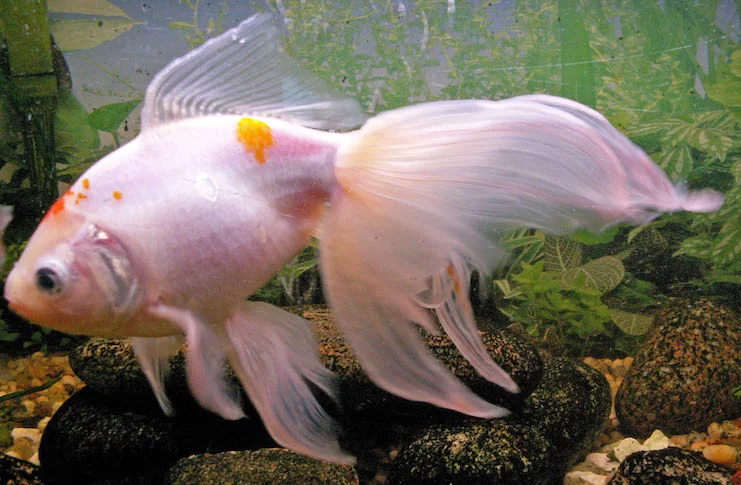 20 Самых красивых аквариумных рыбок