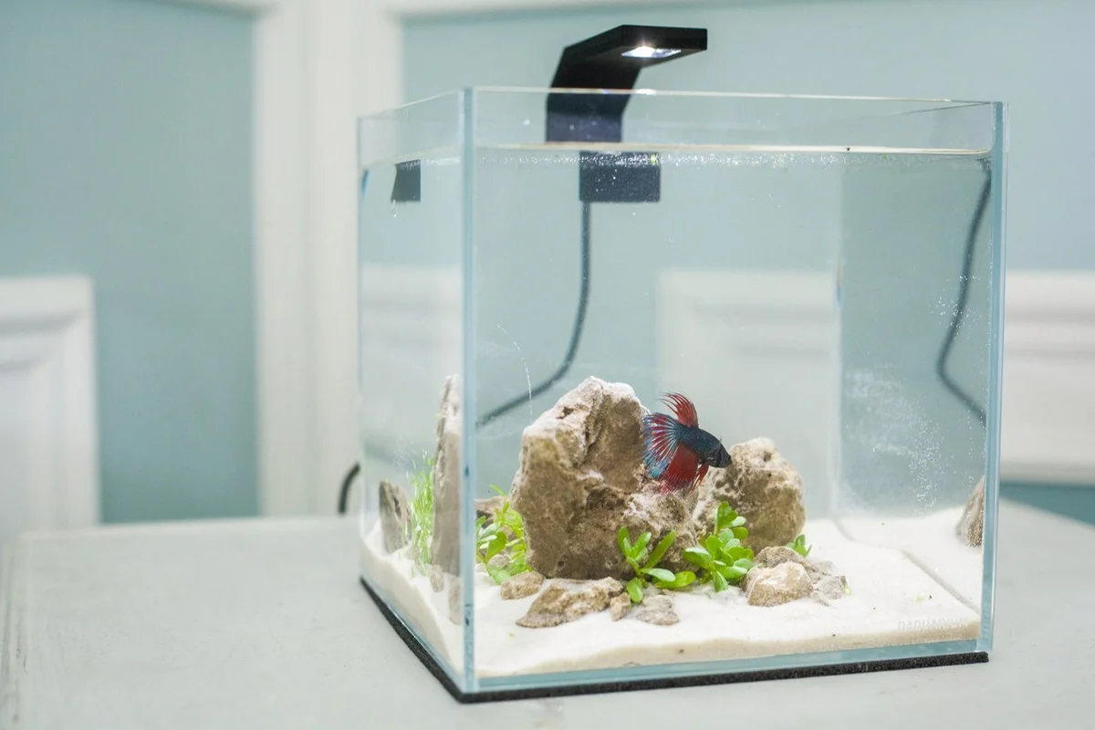 Аквариумные растения для нано аквариумов