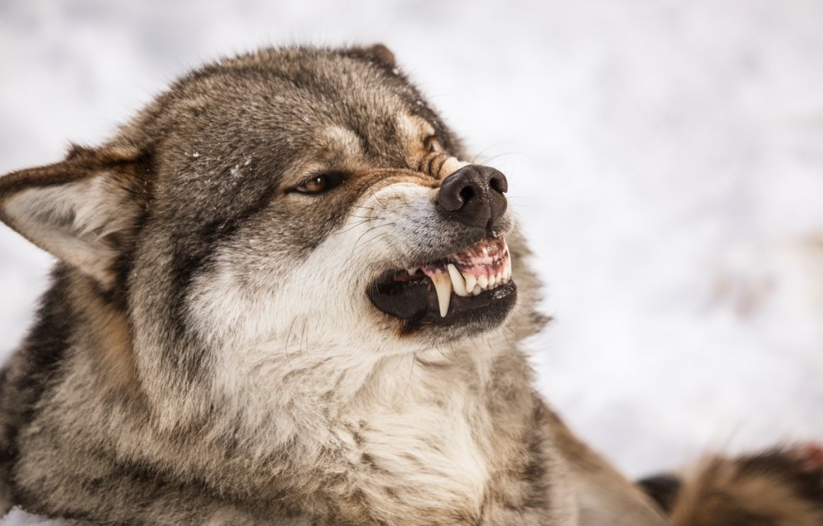50 Фотографий волчьих оскалов