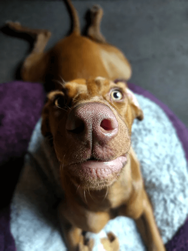 35 Веселых и забавных фотографий собак