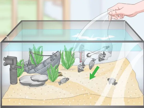 Как очистить аквариум от зеленого налета в домашних условиях