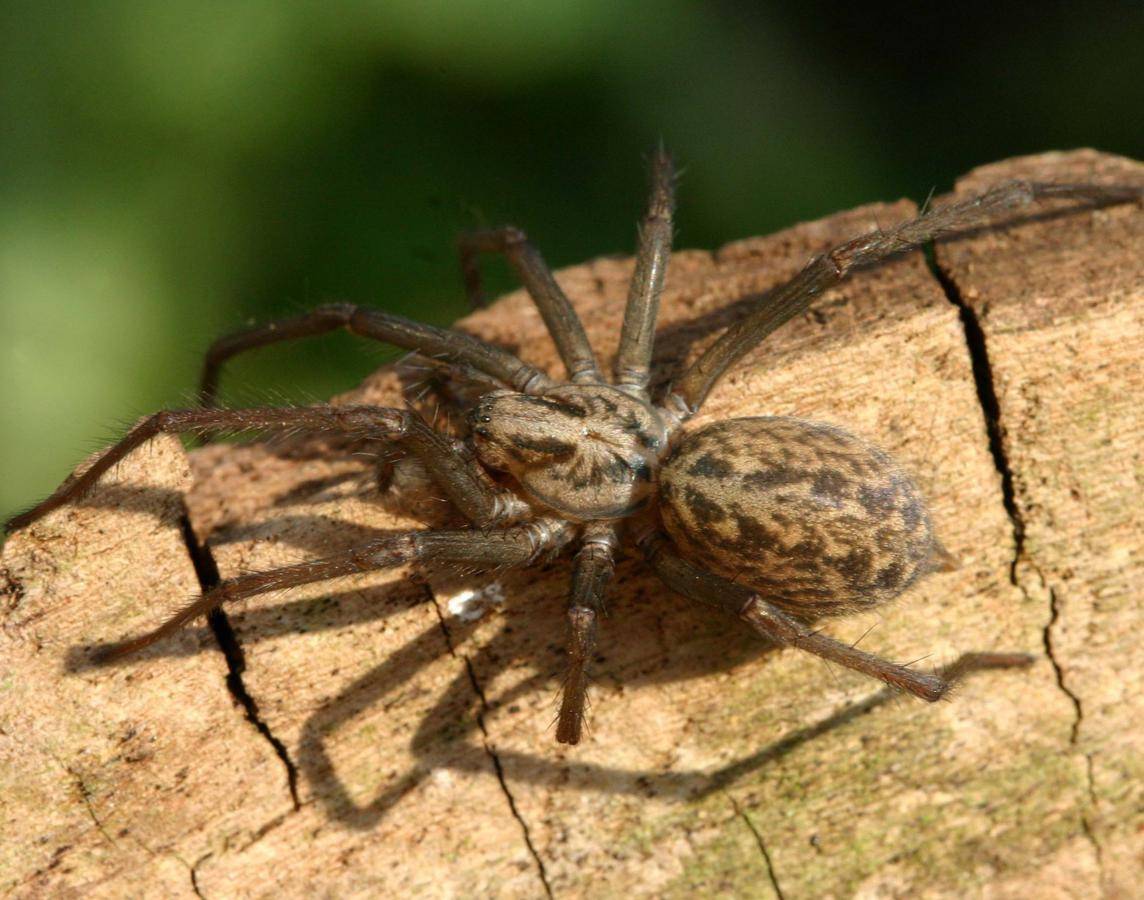 Домовый паук: фото и описание внешнего вида