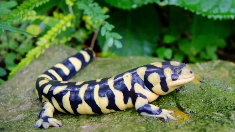 8 Лучших домашних видов саламандр и тритонов
