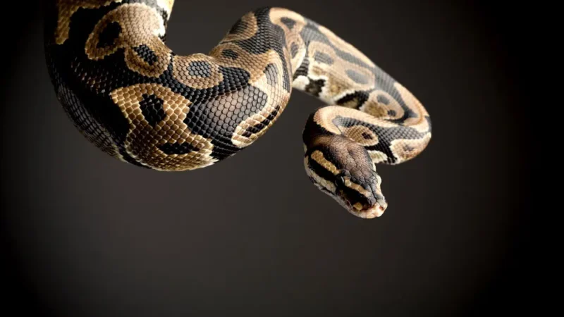 Питон змея — среда обитания ,виды ,характер,образ жизни размножение,продолжительность жизни 