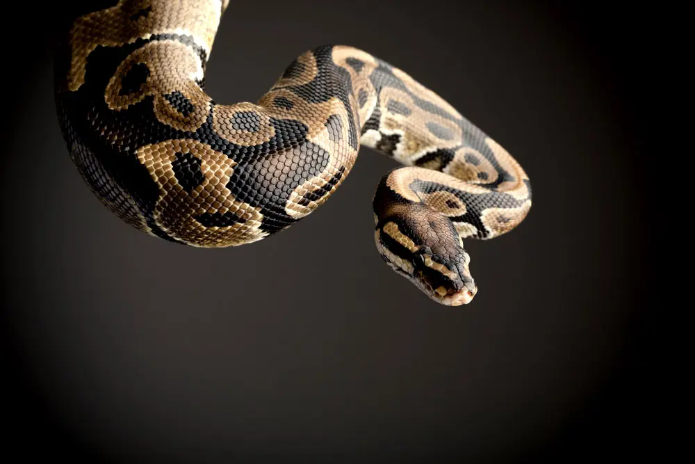 Питон змея — среда обитания ,виды ,характер,образ жизни размножение,продолжительность жизни 