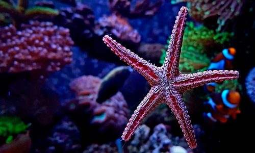 Какие виды морских звезд подойдут для морских аквариумов